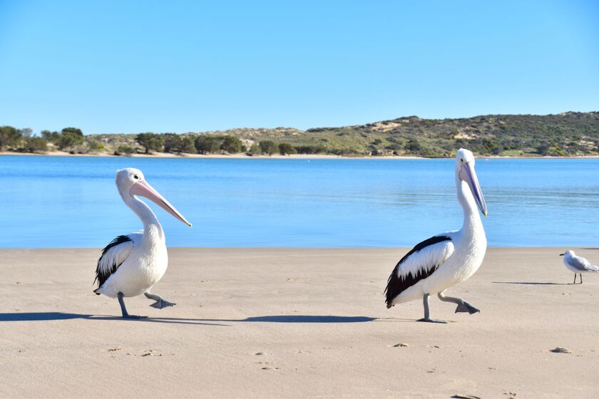 Pelicans on the Beach Kalbarri.jpg